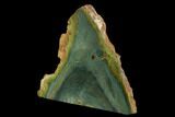 Polished, Gary Green (Larsonite) Petrified Wood - Oregon #180194-2